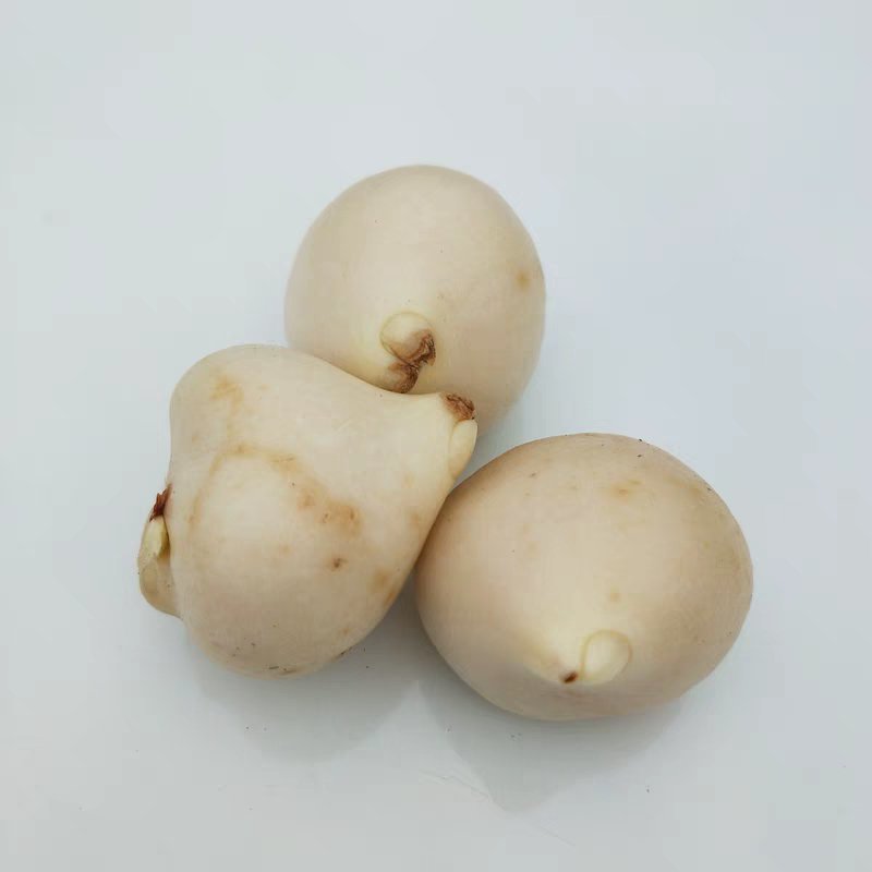 郁金香种球，全部基地直销，颜色齐全。