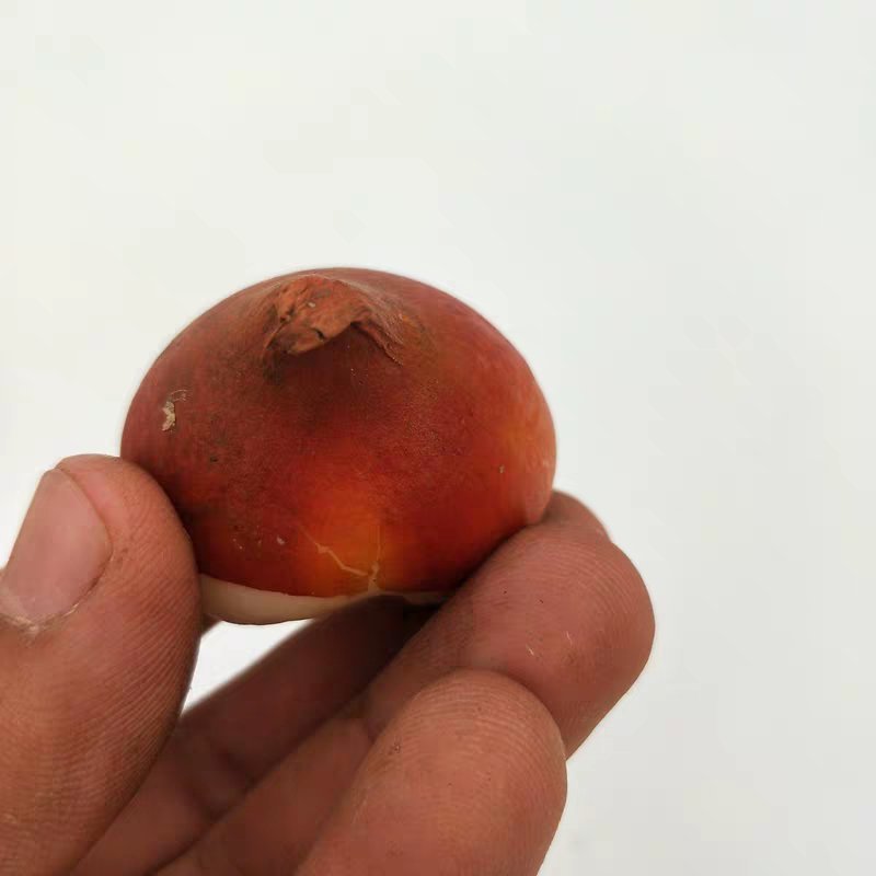 郁金香种球，全部基地直销，颜色齐全。