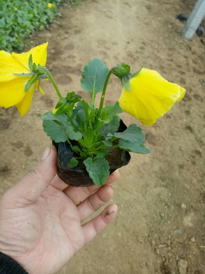 精品三色堇基地大量现货供应