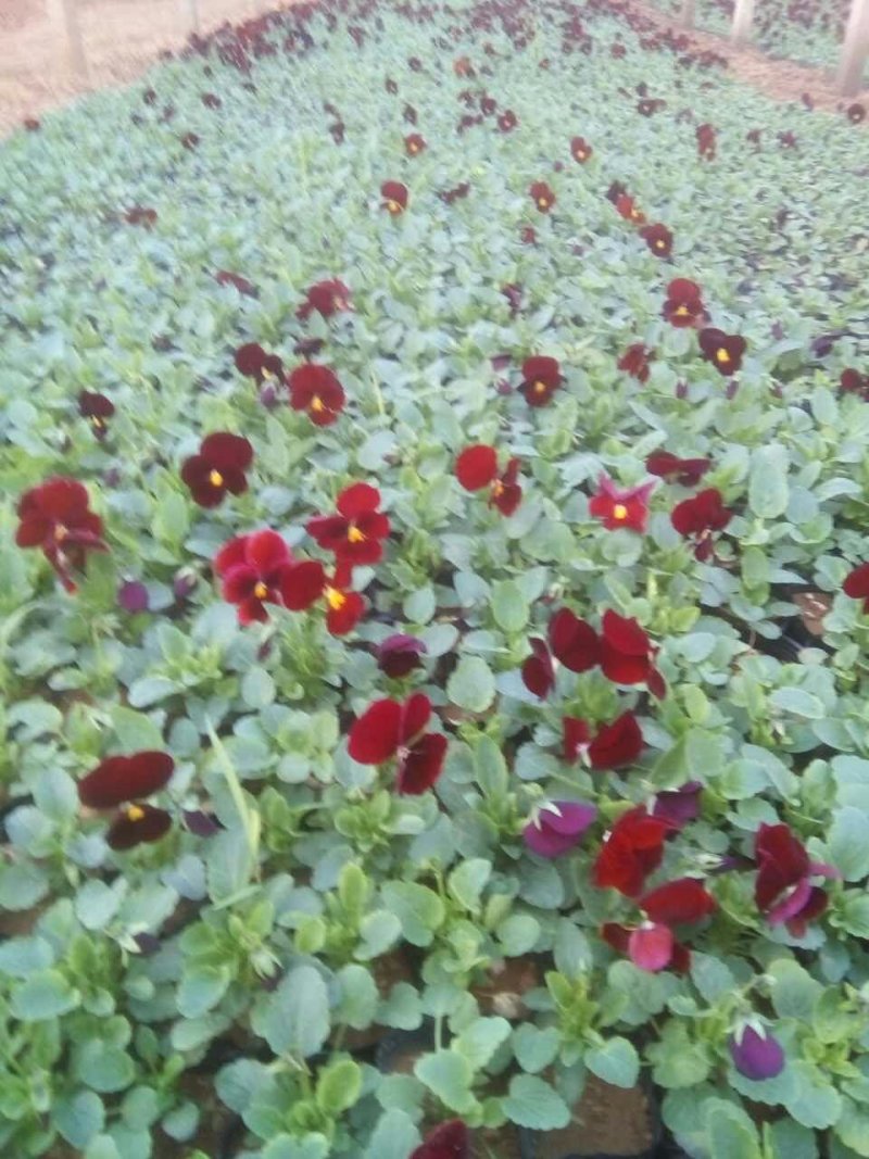 精品三色堇基地大量现货供应