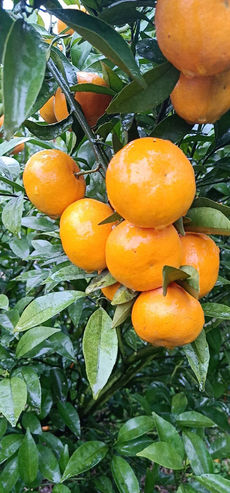 马水橘偏大2.5万左右