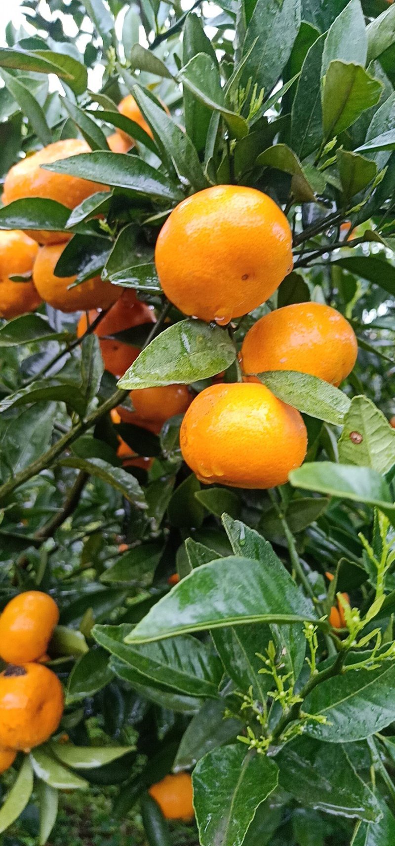 马水橘偏大2.5万左右