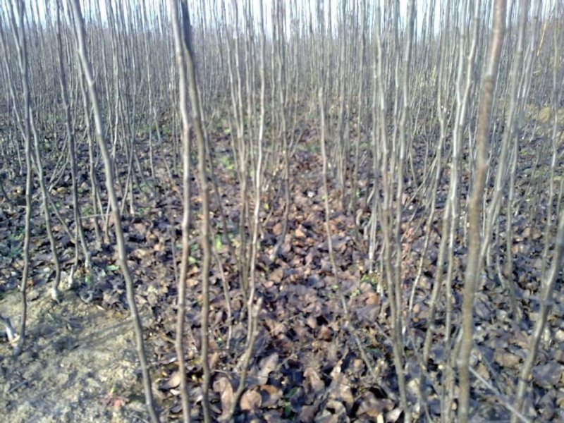 秋月梨树苗提供技术指导，死苗补发，适应性较强。