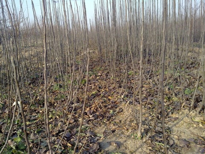 秋月梨树苗提供技术指导，死苗补发，适应性较强。