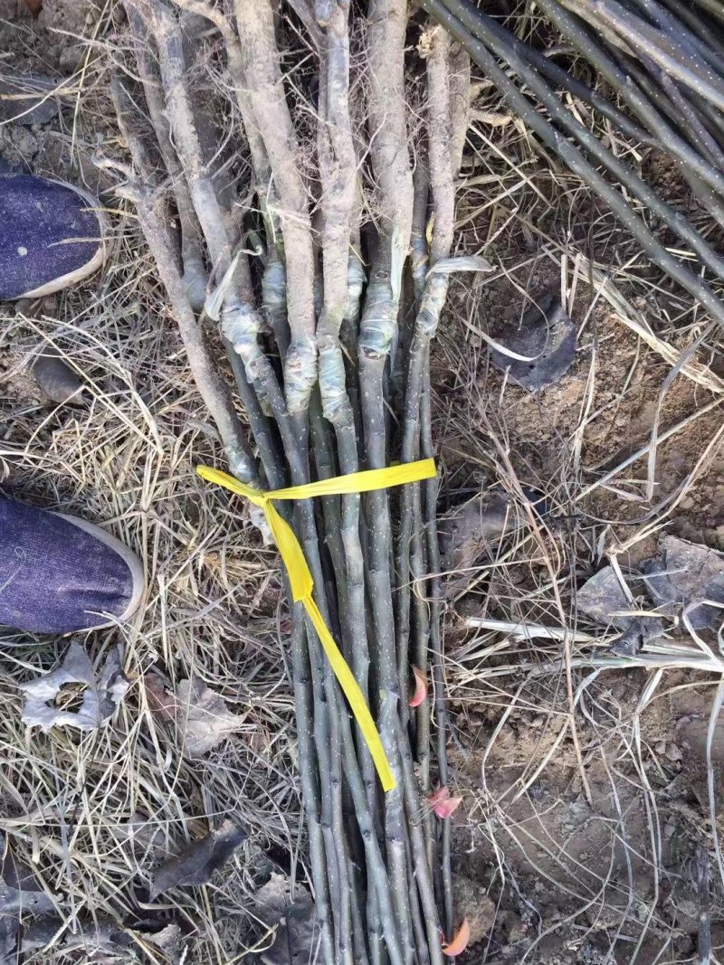 秋月梨树苗提供技术指导，死苗补发，适应性较强。
