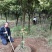 老品种桂花2到10公分