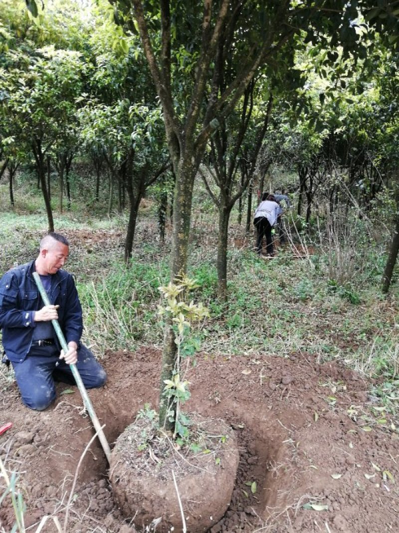 老品种桂花2到10公分