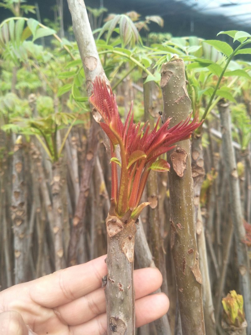香椿树苗大棚红油香椿树苗矮化香椿苗占地香椿树