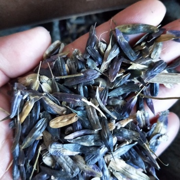 板蓝根，板蓝根种子