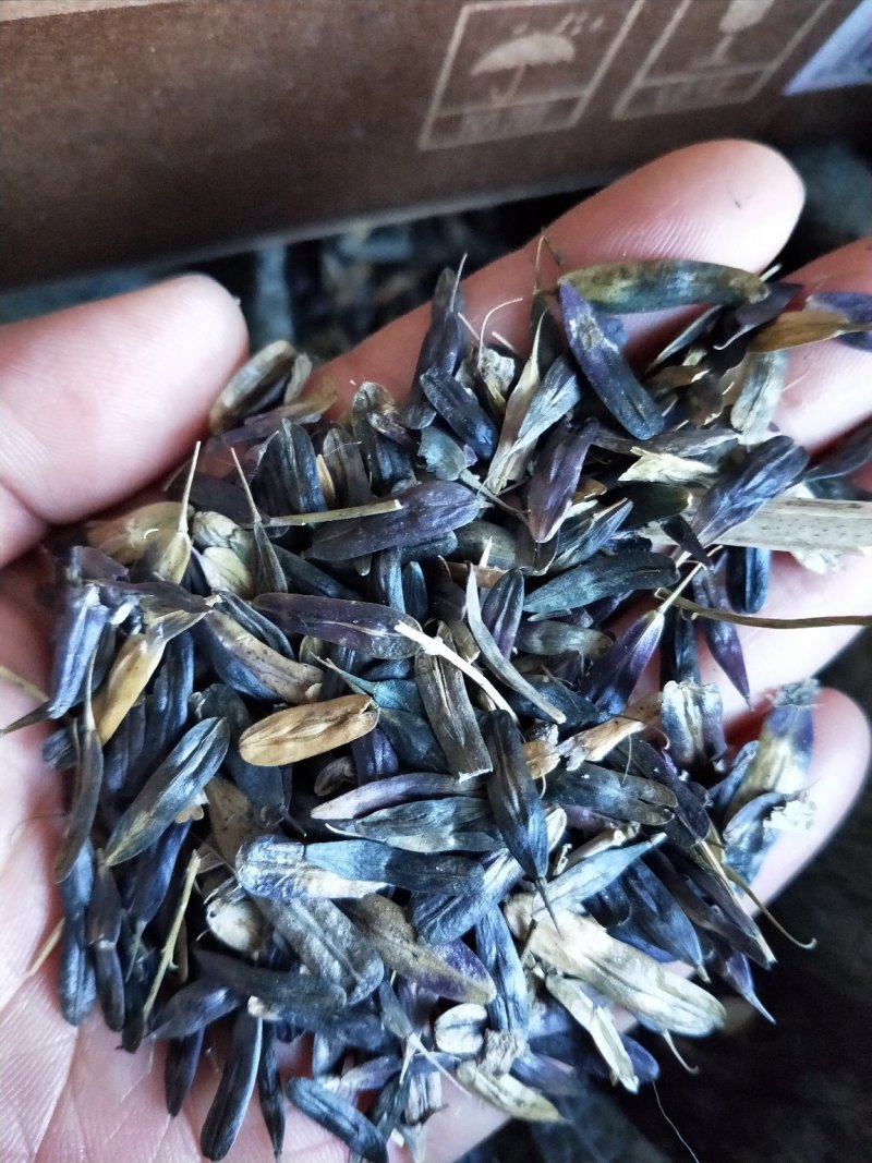 板蓝根，板蓝根种子