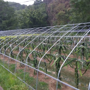 大棚骨架镀锌大棚管大棚杆蔬菜大棚连栋大棚