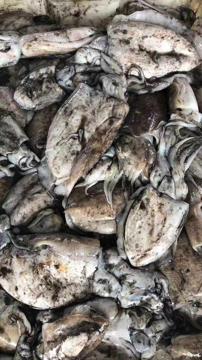 墨鱼