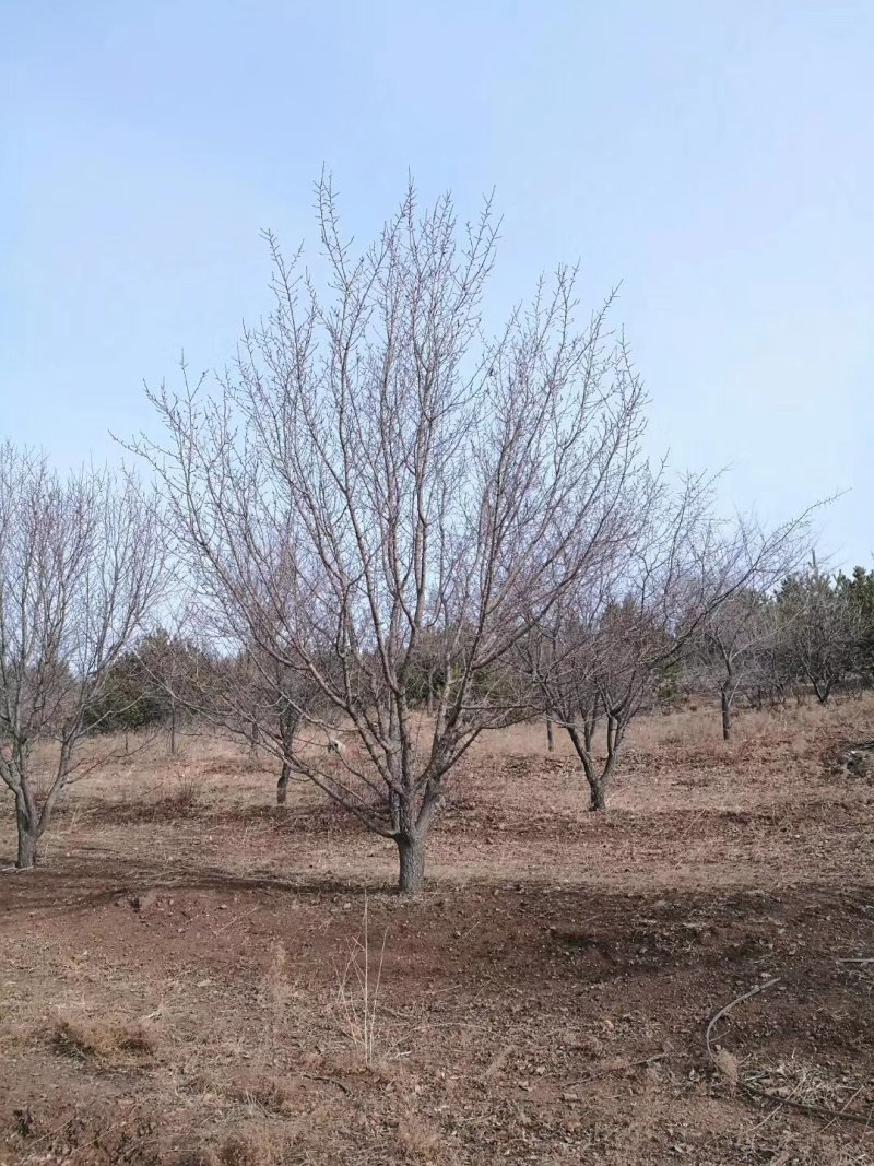 6-30公分的山杏，量大齐齐哈尔货源，