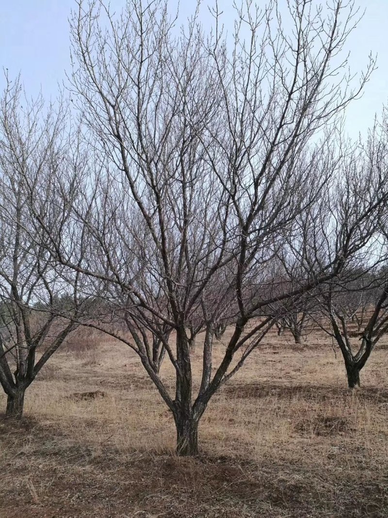 6-30公分的山杏，量大齐齐哈尔货源，