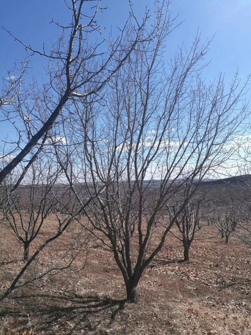 6-30公分的山杏，量大齐齐哈尔货源，