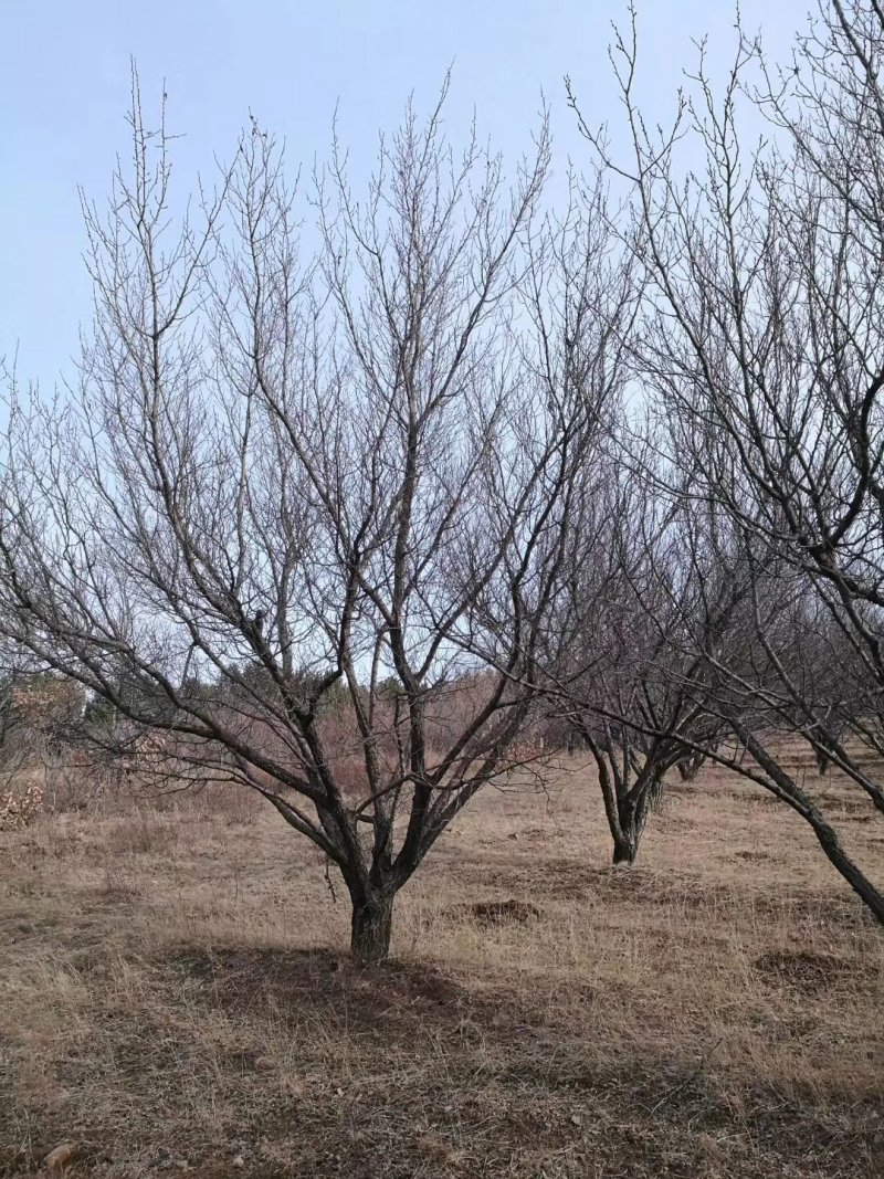 6-30公分的山杏，量大齐齐哈尔货源，