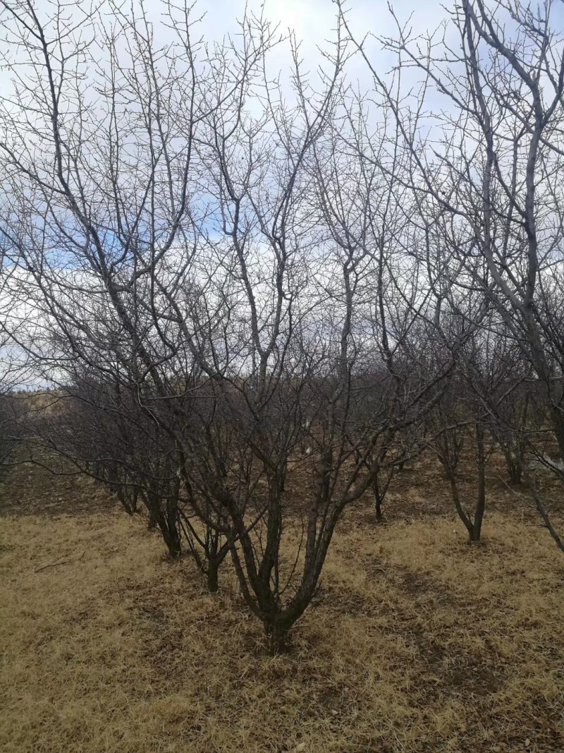 6-30公分的山杏，量大齐齐哈尔货源，