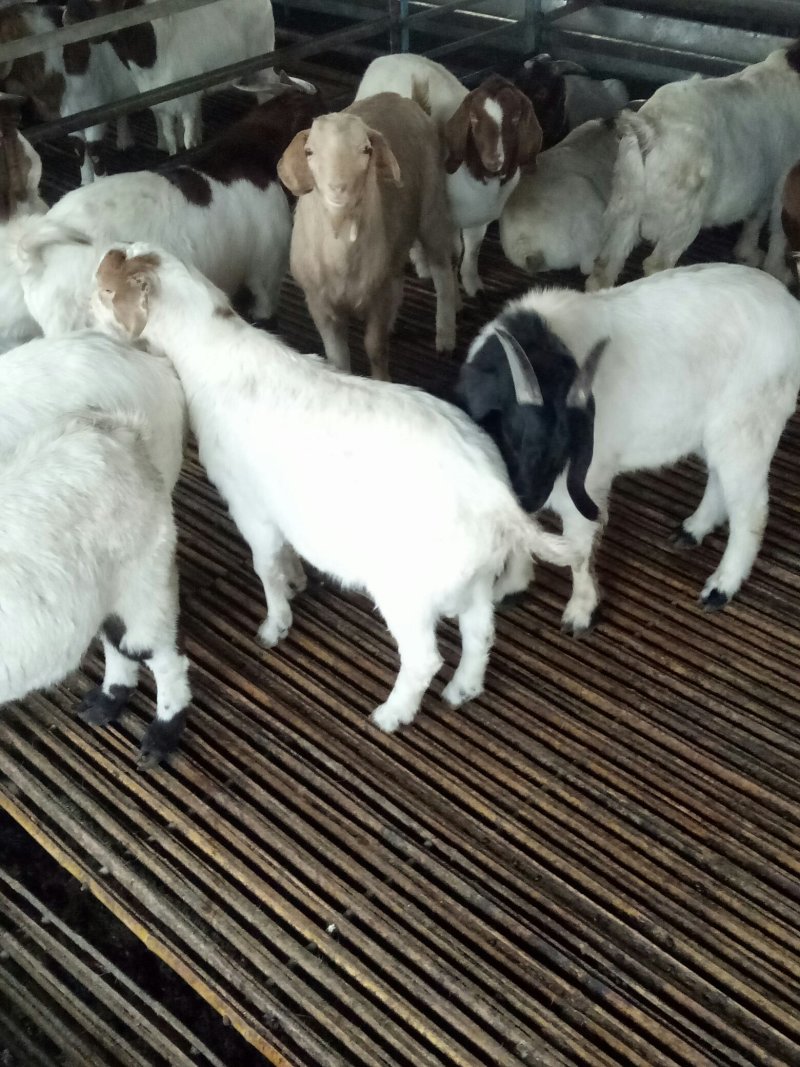 常年供应波尔山羊