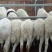 常年供应育肥用绵羊