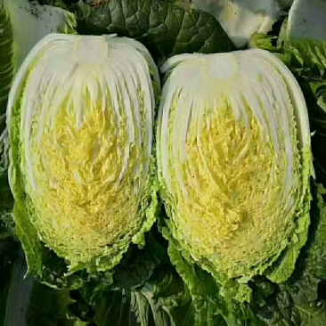 菊锦黄心大白菜，可实地看货，支持线上交易，保证质量一条龙