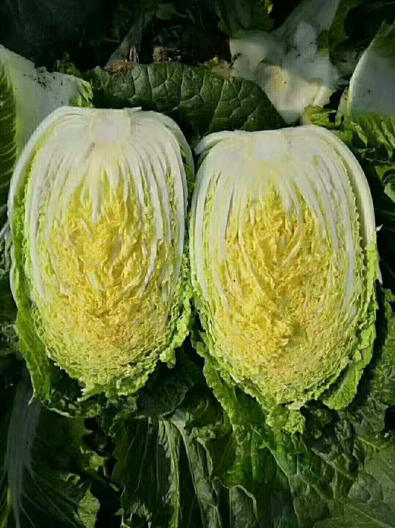 菊锦黄心大白菜，可实地看货，支持线上交易，保证质量一条龙