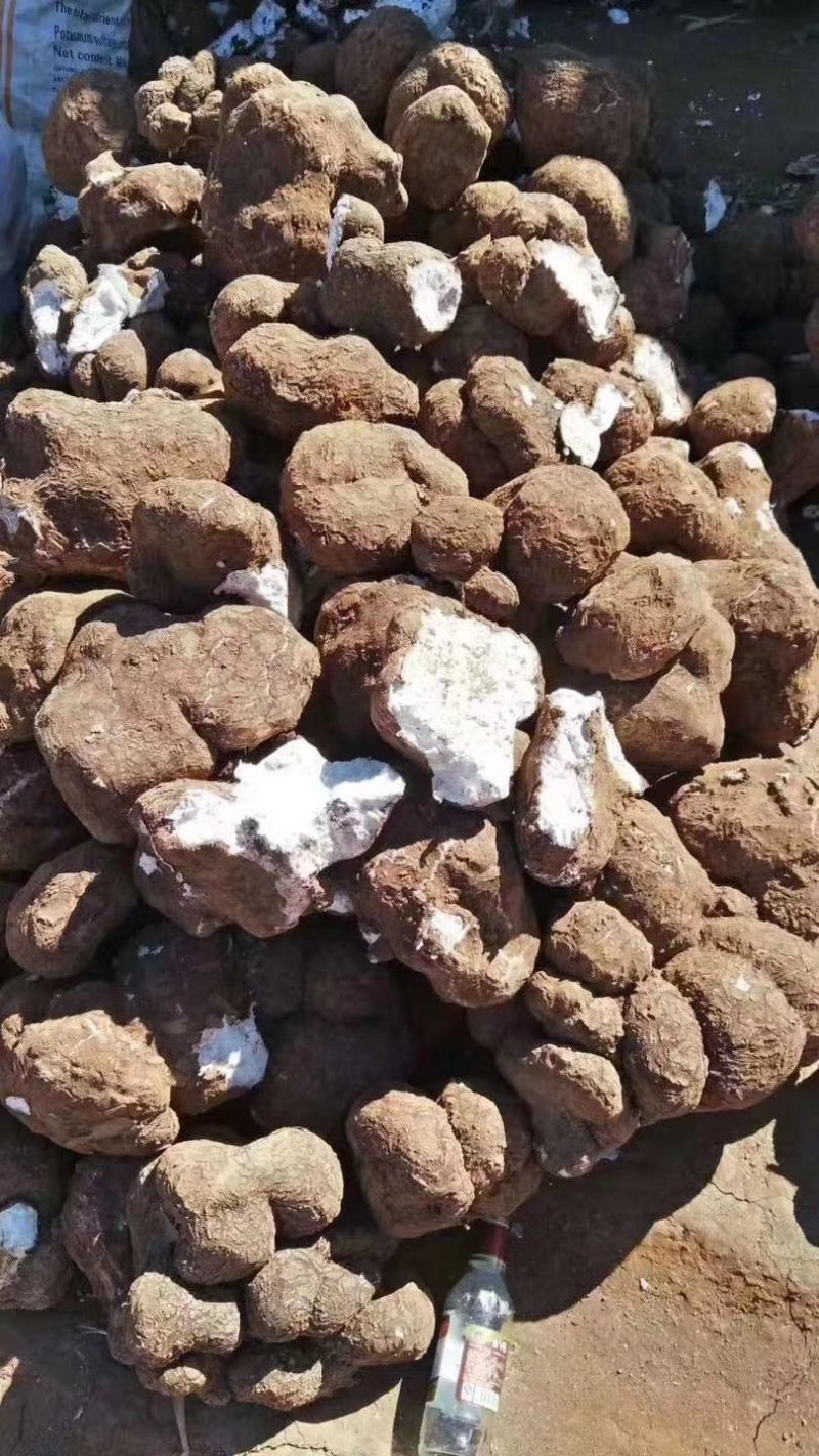精选无硫茯苓云苓《大货批发》