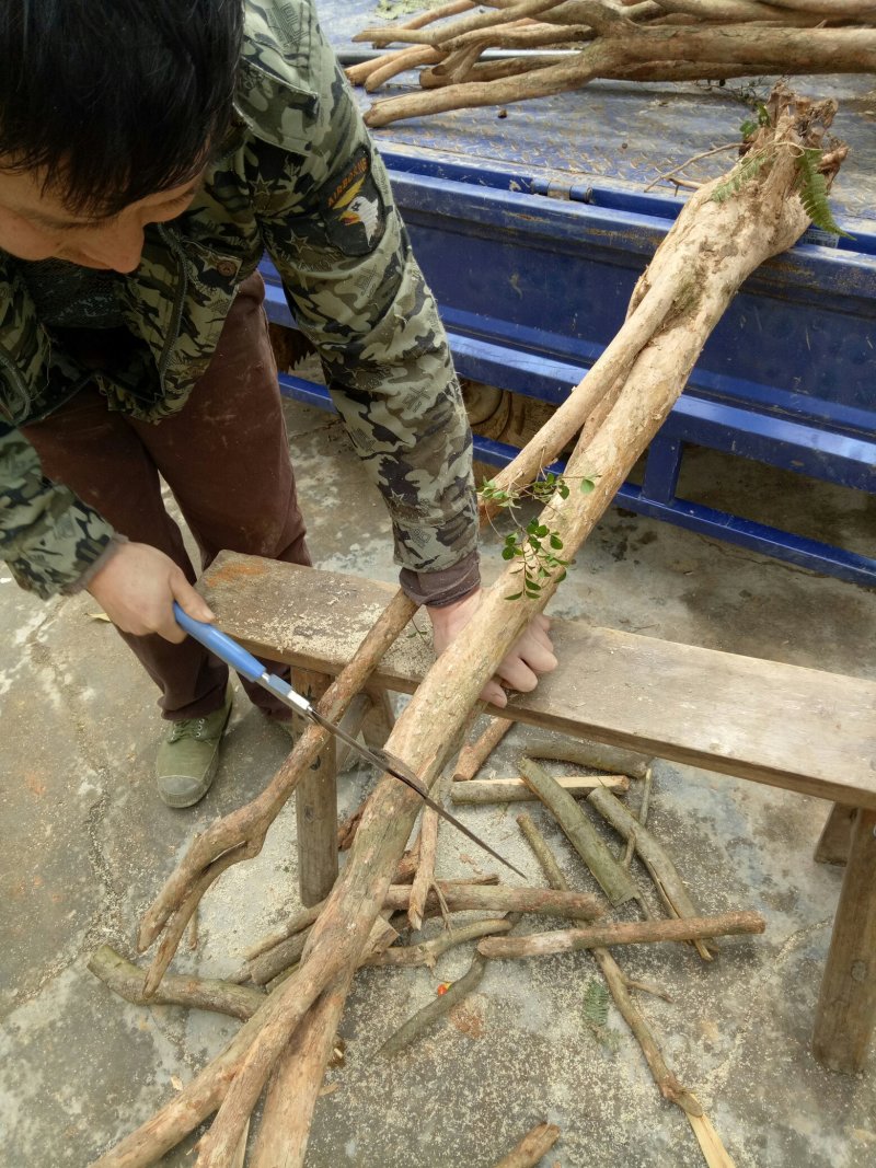 赤楠下山生桩