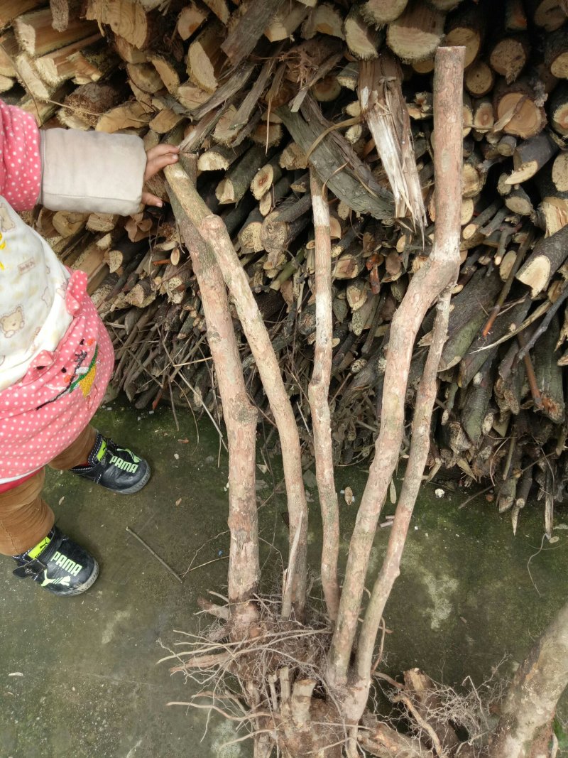 赤楠下山生桩