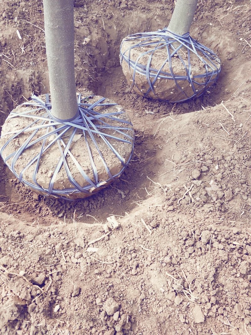 优质苗木