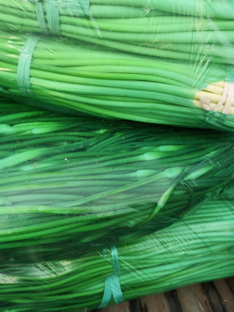 蒜薹现在现货45公分长以上现在正在现货中