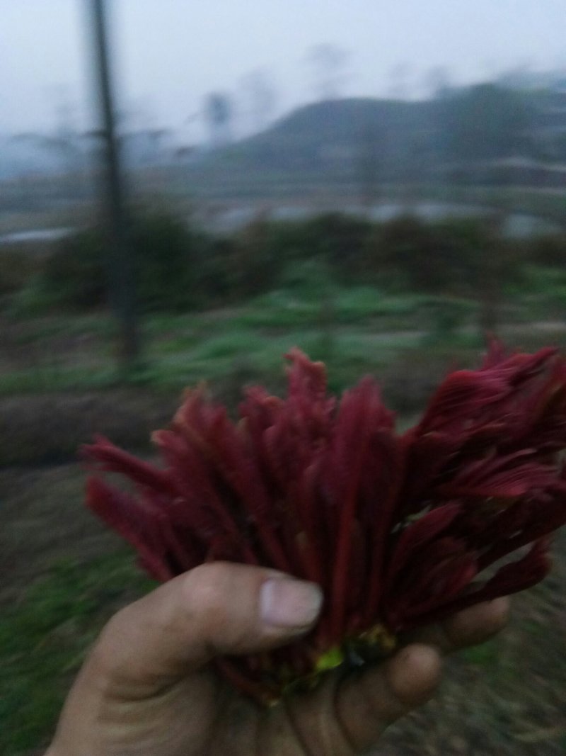 香椿