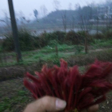 香椿