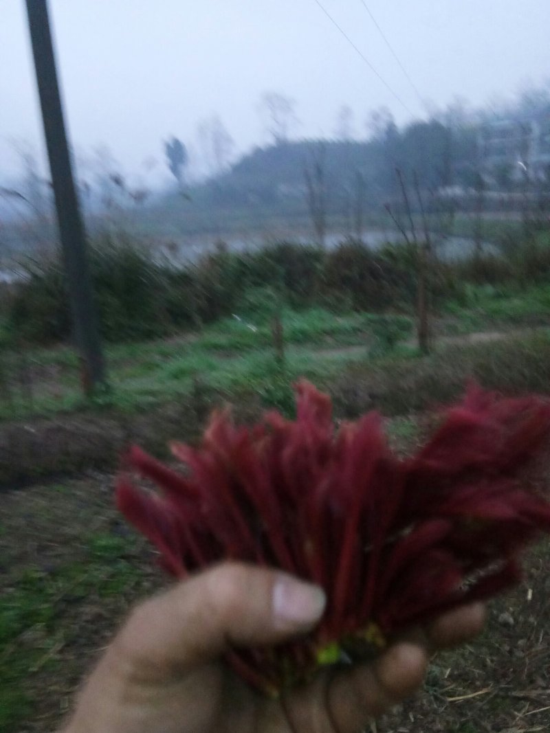 香椿