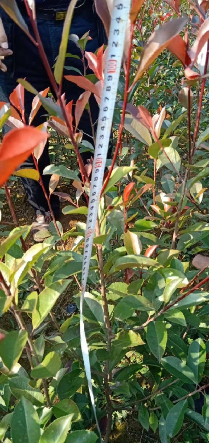 红叶石楠