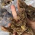 黄精干货个子2斤起包邮量大从优