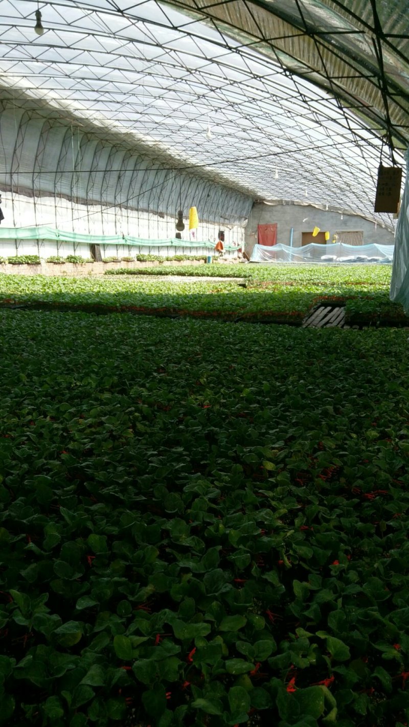 嫁接圆茄苗