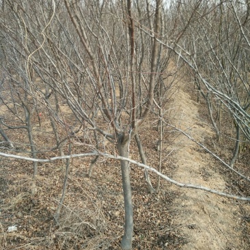 紫叶矮樱