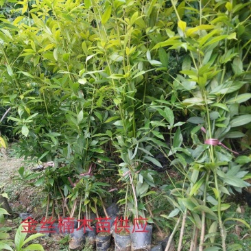 供应。金丝楠木苗。红豆杉
