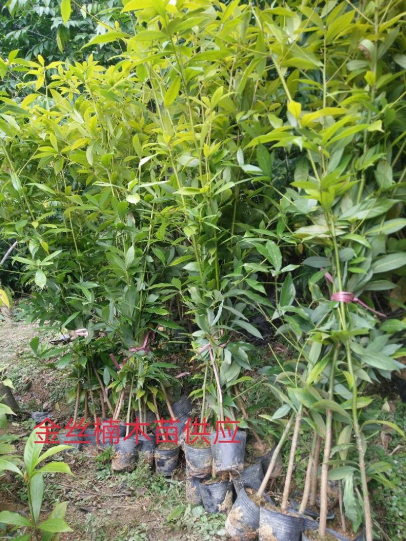 供应。金丝楠木苗。红豆杉