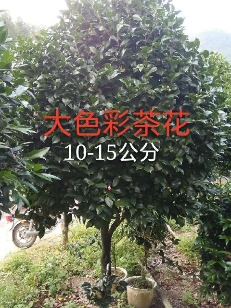 供应。金丝楠木苗。红豆杉