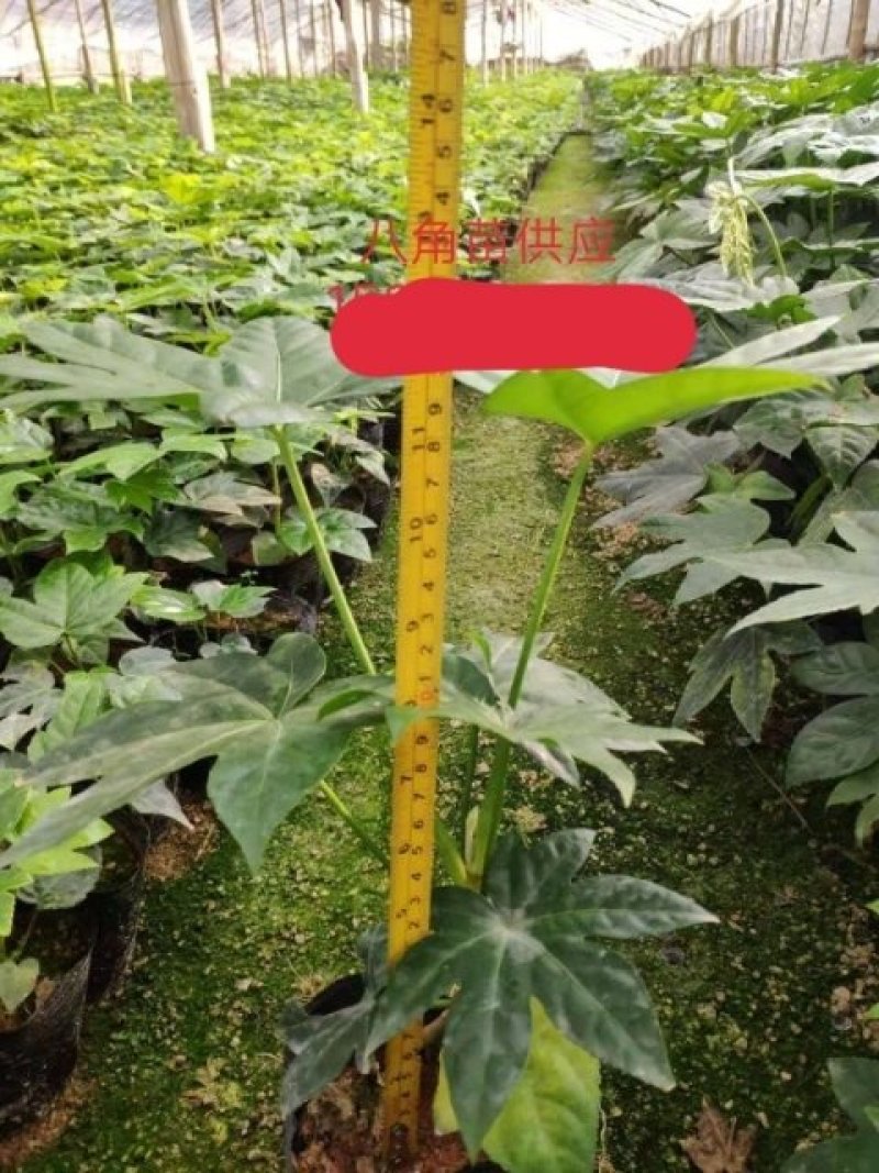 供应。金丝楠木苗。红豆杉