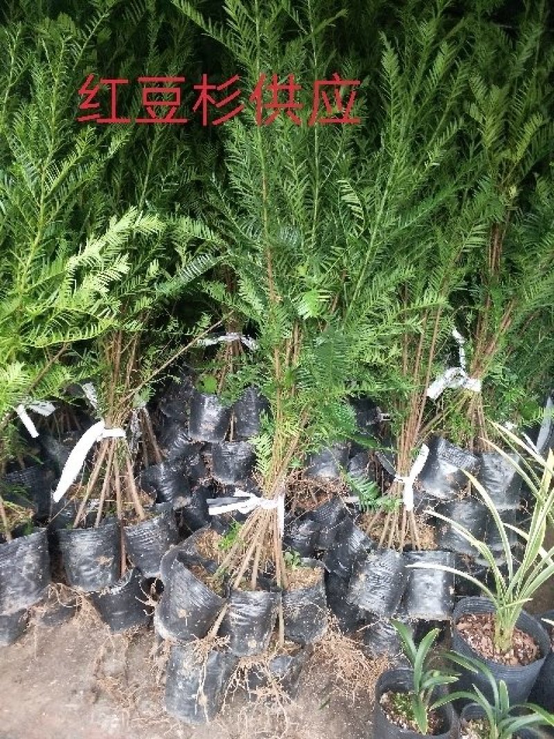 供应。金丝楠木苗。红豆杉