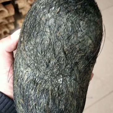 猪砂，猪宝，需要的联系