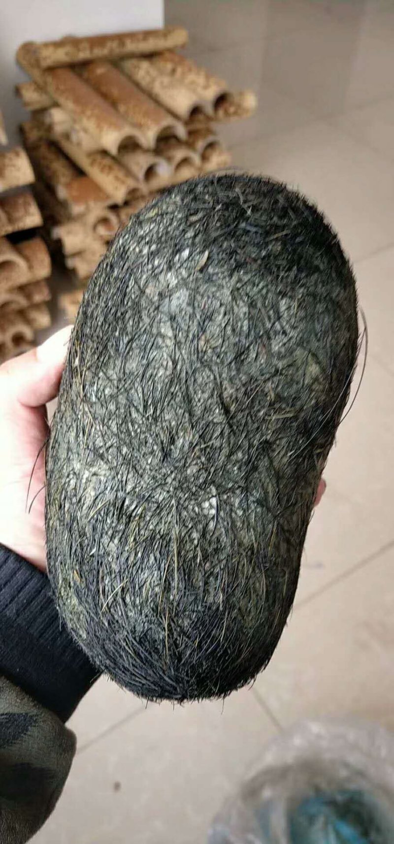 猪砂，猪宝，需要的联系