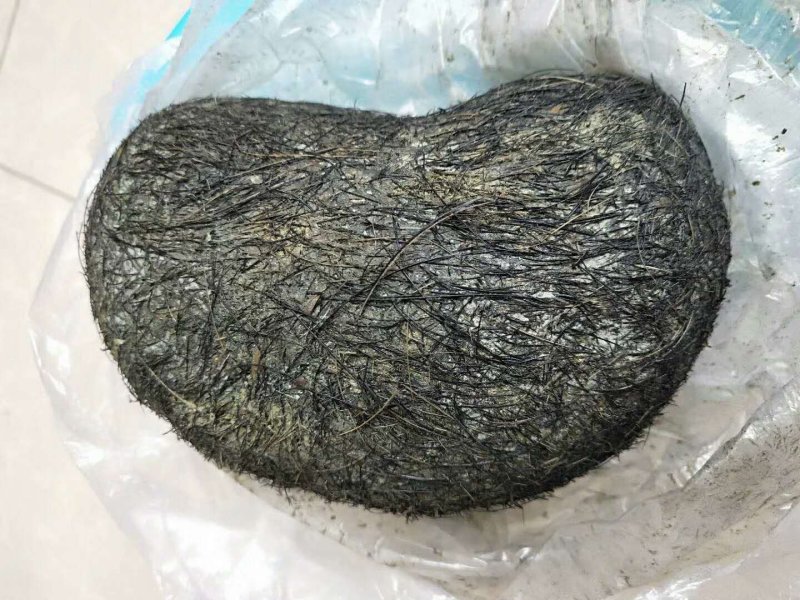 猪砂，猪宝，需要的联系