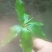 七叶一枝花