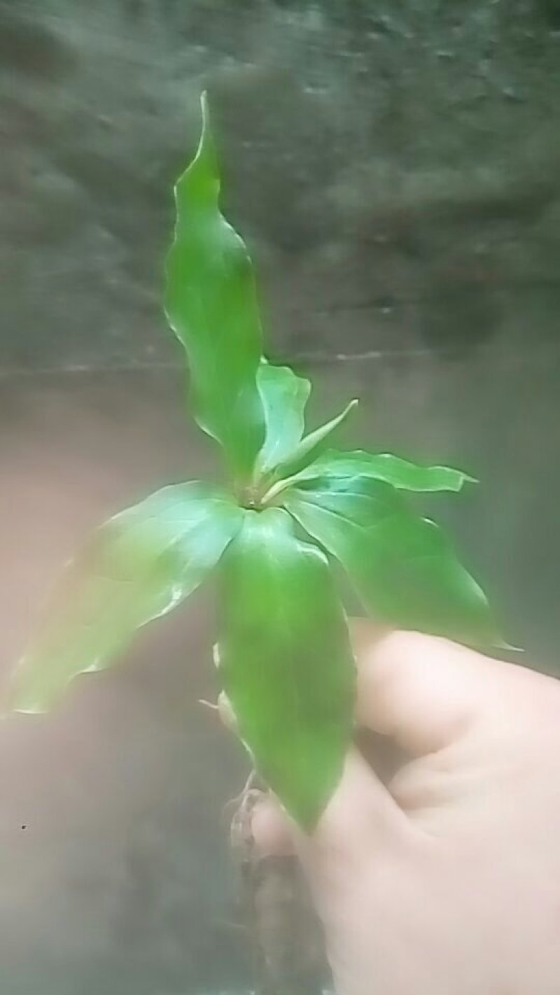 七叶一枝花