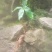 七叶一枝花