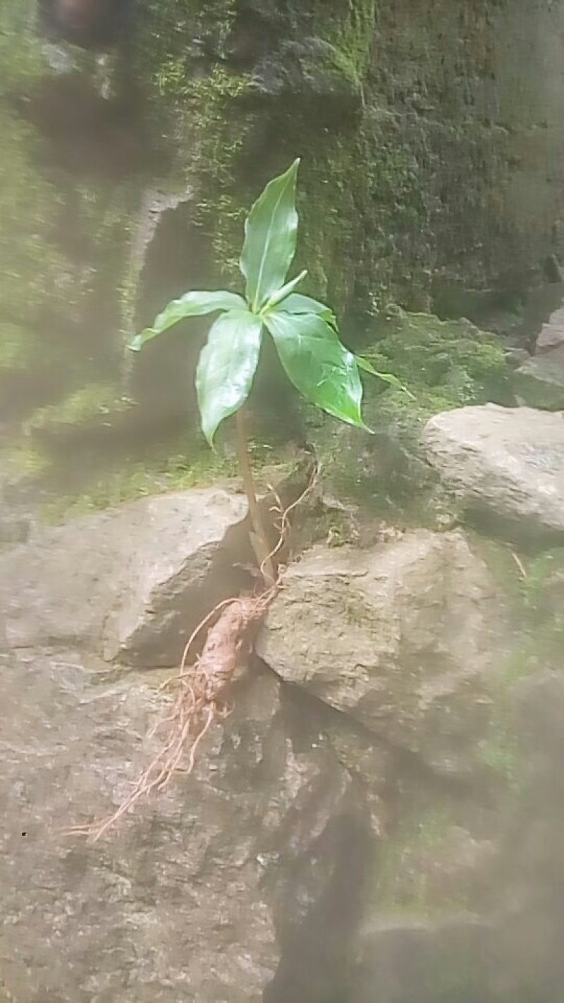 七叶一枝花