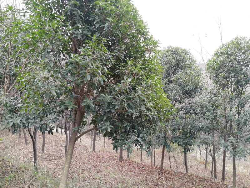 黄金桂花树低价热销欢迎洽谈